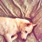 Samantha  durmiendo